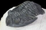 Hollardops Trilobite - Great Eye Facets #67889-2
